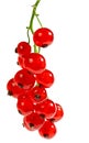 Isolated red currant