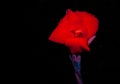 Isolated red dazzler canna lilly on black background. Royalty Free Stock Photo
