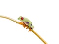 Isolated Red Eyed Green Tree Frog