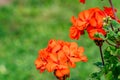 Isolated Red Flower in Garden With Blurred Background and Free Space for Text - Sunny Autumn Day Royalty Free Stock Photo