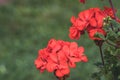 Isolated Red Flower in Garden With Blurred Background and Free Space for Text - Sunny Autumn Day, Abstract Background Royalty Free Stock Photo