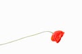 Isolated red flower poppy on a white background