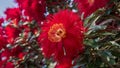 Isolated red flower of royal poinciana tree on pristine white Royalty Free Stock Photo