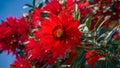 Isolated red flower of royal poinciana tree on pristine white Royalty Free Stock Photo