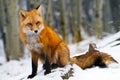 Red Fox Yukon Territories Canada