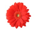 Isolated red gerbera Royalty Free Stock Photo