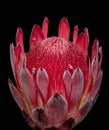 Isolated red glowing protea blossom portrait on black background