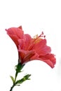 Isolated red hibiscus Royalty Free Stock Photo