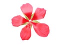Isolated red hibiscus coccineus walter flower Royalty Free Stock Photo