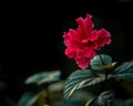 Isolated Red hibiscus flower on black background Royalty Free Stock Photo