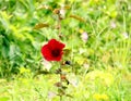 Isolated red hibiscus flower Royalty Free Stock Photo