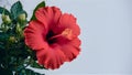 Isolated red hibiscus flower stands out on clean white backdrop Royalty Free Stock Photo