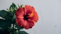 Isolated red hibiscus flower stands out on clean white backdrop Royalty Free Stock Photo