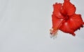 Isolated red hibiscus flower on white background and copy space. Royalty Free Stock Photo