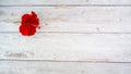 Isolated red hibiscus flower on white wooden background. top view Royalty Free Stock Photo