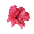 Isolated red Hibiscus tropical plant. Hand drawn flower. Vector. Royalty Free Stock Photo