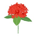 isolated red ixora flower vector illustration on white background