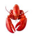 Isolated red lobster Royalty Free Stock Photo