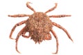 Isolated red maja squinado spider crab Royalty Free Stock Photo