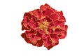 Isolated red orange Marigold flower on white background,Tagetes Royalty Free Stock Photo