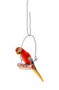 Isolated Red Parrot