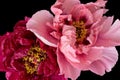 Red pink young peony blossom pair macro on black background in vintage painting style