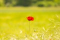 Isolated red poppy flower in a field of rie, in summer