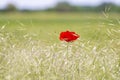 Isolated red poppy flower in a field of rie, in summer