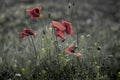 Isolated red poppy flower in the natural environment, papaver rhoea