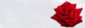 Isolated red rose as a banner Royalty Free Stock Photo