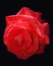 Isolated red rose Royalty Free Stock Photo