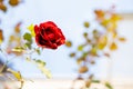 Isolated red rose with blurred background Royalty Free Stock Photo