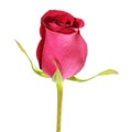 Isolated red rose bud