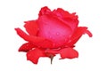 Isolated red rose flower with raindrops on a petals.