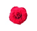 Isolated red rose flowrs on white background , clipping path