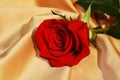 Isolated red rose on golden background Royalty Free Stock Photo