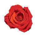 Isolated Red Rose Illustration On White Background, Vector Singer Flower