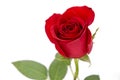 Isolated red rose on white background Royalty Free Stock Photo