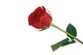 Isolated red rose on white background Royalty Free Stock Photo