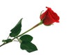 Isolated red rose on white background Royalty Free Stock Photo