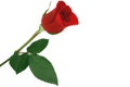 Isolated red rose on white background Royalty Free Stock Photo