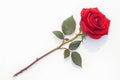 Isolated red rose on white background, epitome of beauty Royalty Free Stock Photo