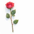 Isolated red rose on white background, epitome of beauty