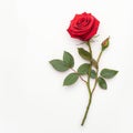 Isolated red rose on white background, epitome of beauty Royalty Free Stock Photo