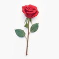 Isolated red rose on white background, epitome of beauty Royalty Free Stock Photo