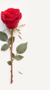 Isolated red rose on white background, epitome of beauty