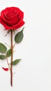 Isolated red rose on white background, epitome of beauty Royalty Free Stock Photo