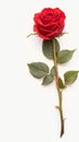 Isolated red rose on white background, epitome of beauty