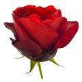 Isolated red rose. white background Royalty Free Stock Photo