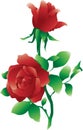 Isolated red roses Royalty Free Stock Photo